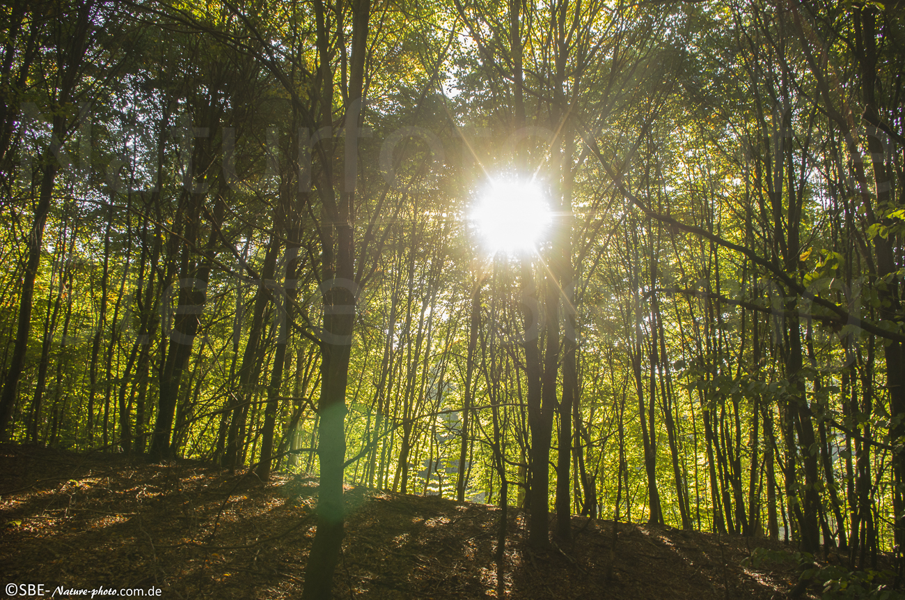 Erlebnis Wald