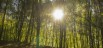 Waldwelten